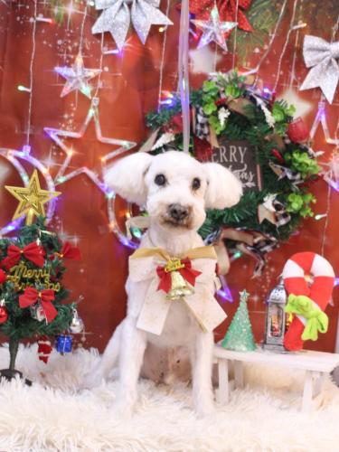 20231216まろんくん